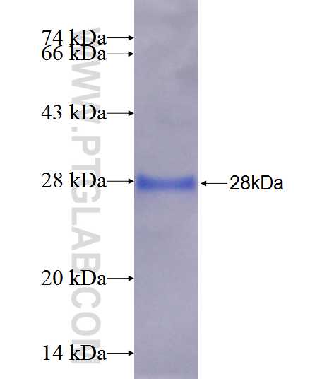 GADD45A fusion protein Ag21836 SDS-PAGE