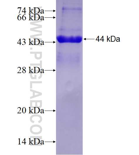 GADD45A fusion protein Ag4687 SDS-PAGE