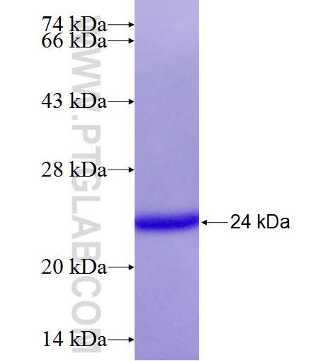 GADD45B fusion protein Ag26184 SDS-PAGE