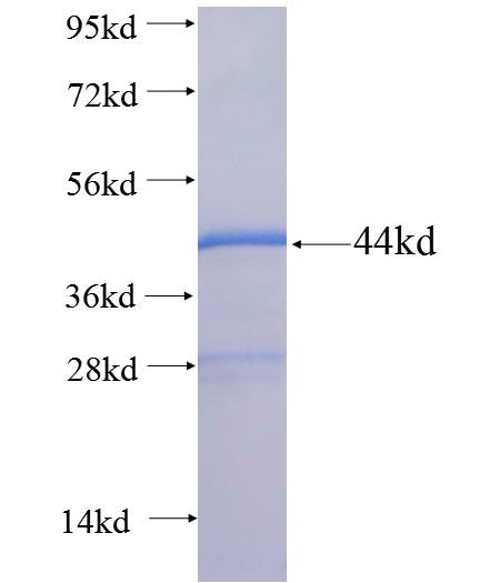 GADD45B fusion protein Ag26255 SDS-PAGE