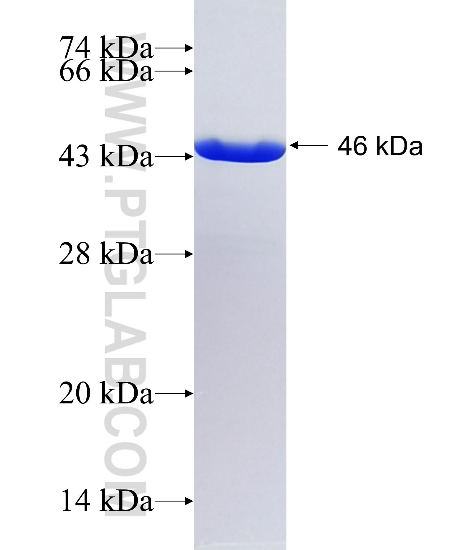 GADD45B fusion protein Ag26255 SDS-PAGE