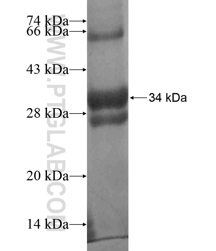 GADD45B fusion protein Ag18524 SDS-PAGE