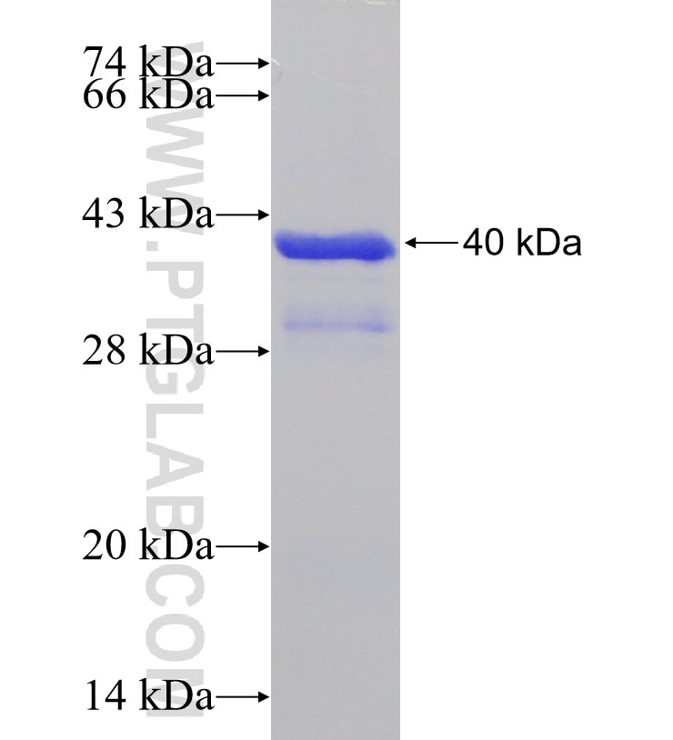 GADD45G fusion protein Ag0273 SDS-PAGE