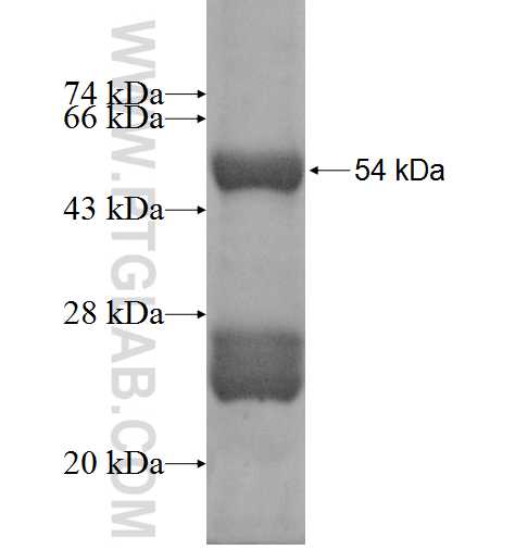 GADD45GIP1 fusion protein Ag9299 SDS-PAGE