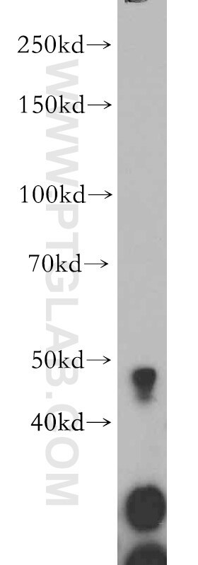 Western Blot (WB) analysis of mouse cerebellum tissue using GADL1 Polyclonal antibody (18240-1-AP)