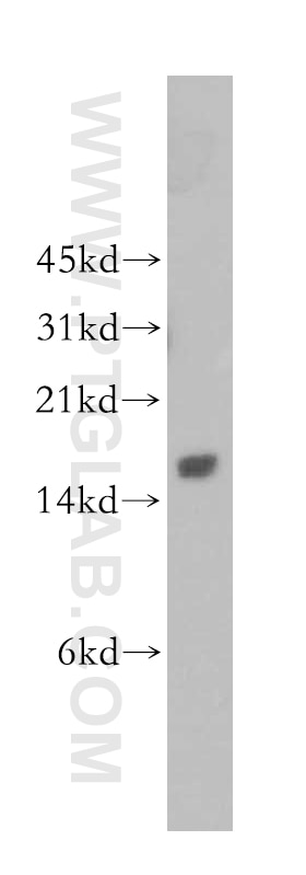 WB analysis of Jurkat using 12795-1-AP