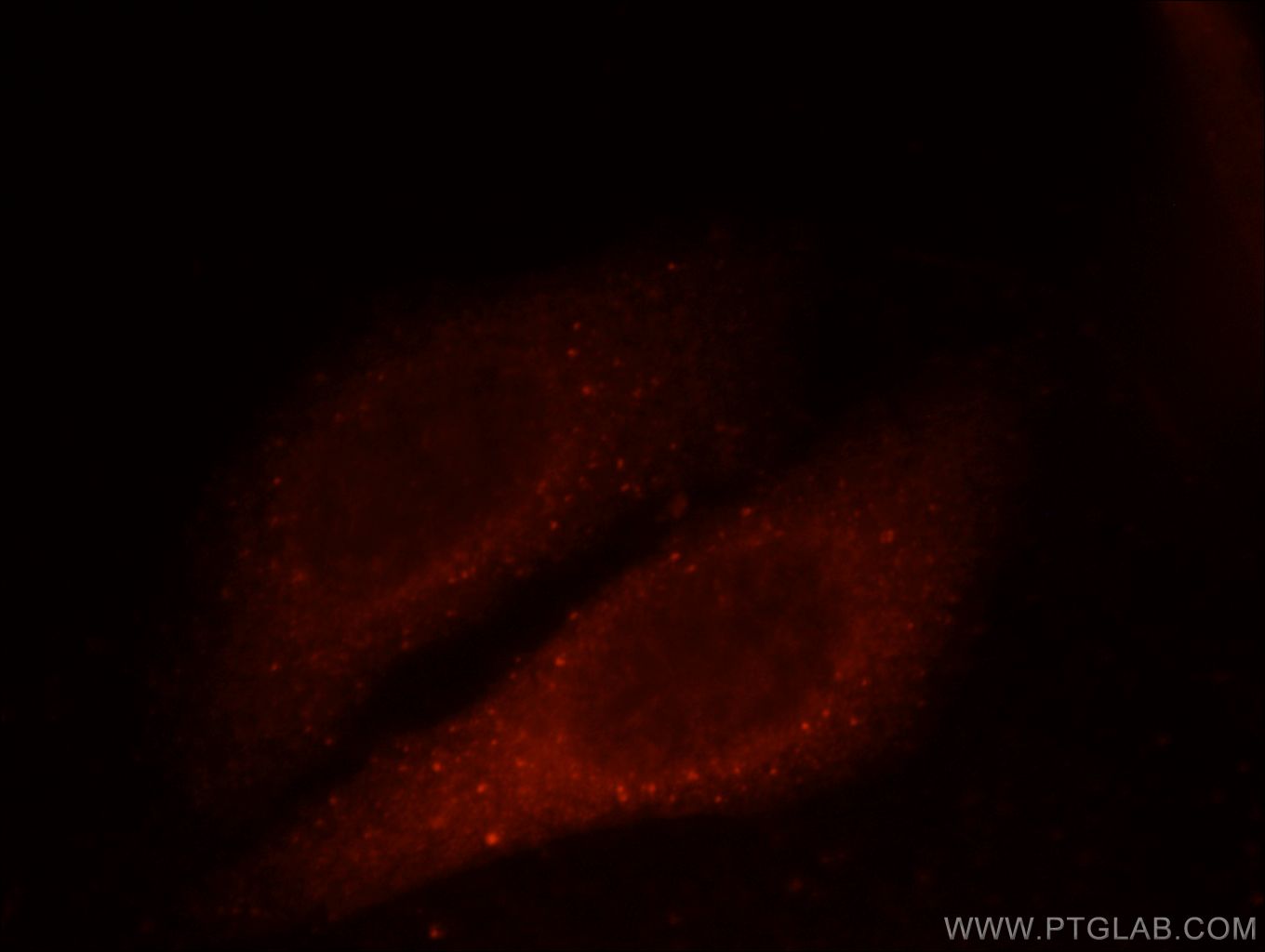 Immunofluorescence (IF) / fluorescent staining of HepG2 cells using GAGE2D Polyclonal antibody (12532-1-AP)