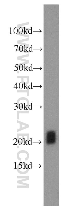 Western Blot (WB) analysis of K-562 cells using GAGE2D Polyclonal antibody (12532-1-AP)