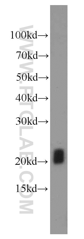 WB analysis of K-562 using 12532-1-AP