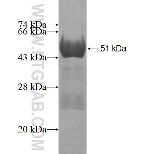 GAGE5 fusion protein Ag3857 SDS-PAGE
