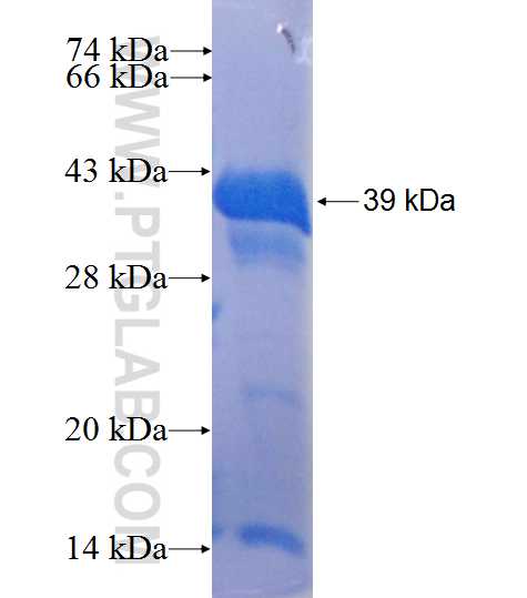 GAK fusion protein Ag25244 SDS-PAGE