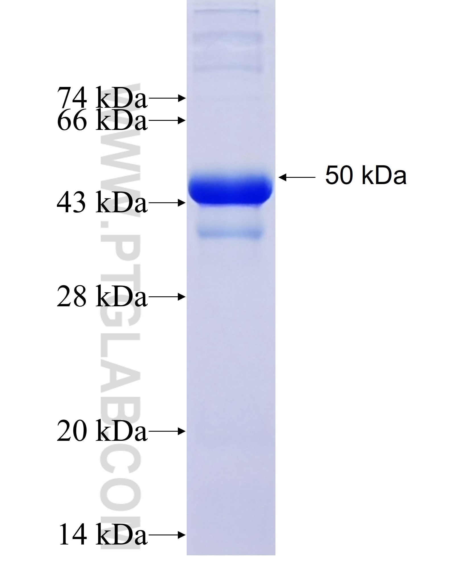 GAK fusion protein Ag25244 SDS-PAGE