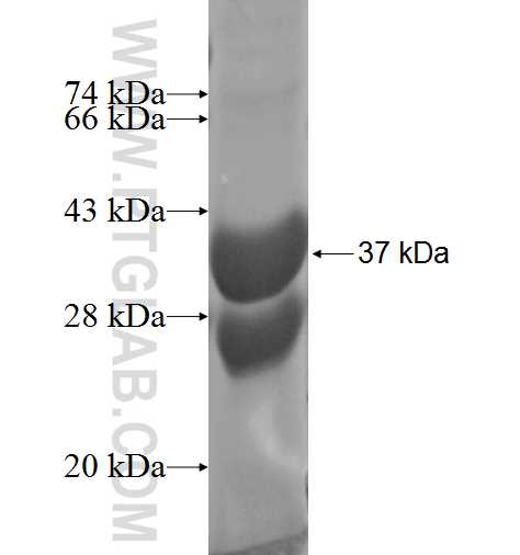 GAL fusion protein Ag4136 SDS-PAGE