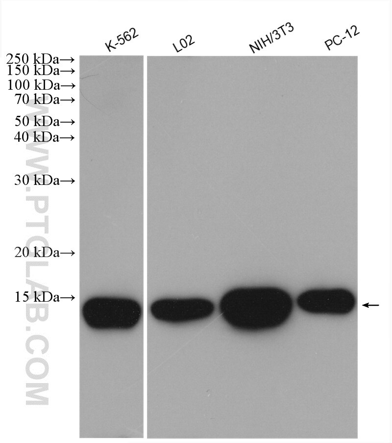 Western Blot (WB) analysis of various lysates using Galectin-1 Polyclonal antibody (11858-1-AP)