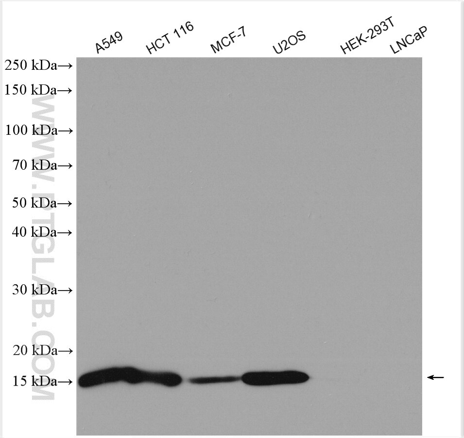 Western Blot (WB) analysis of various lysates using Galectin-1 Polyclonal antibody (11858-1-AP)