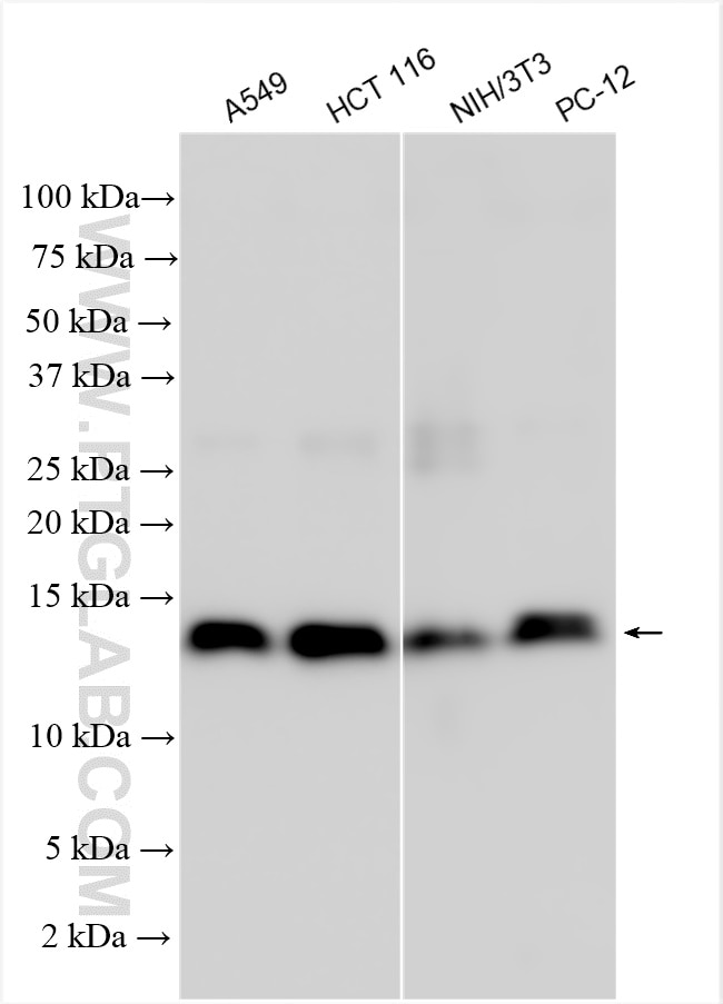 Western Blot (WB) analysis of various lysates using Galectin-1 Polyclonal antibody (11858-1-AP)