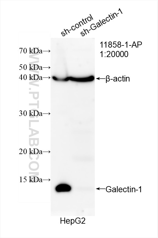 Western Blot (WB) analysis of HepG2 cells using Galectin-1 Polyclonal antibody (11858-1-AP)