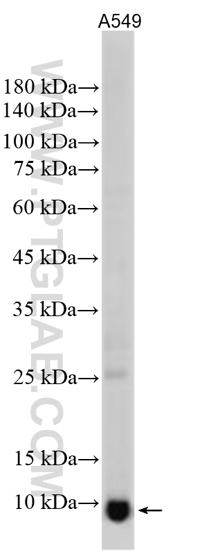 Western Blot (WB) analysis of various lysates using Galectin-1 Polyclonal antibody (11858-1-AP)
