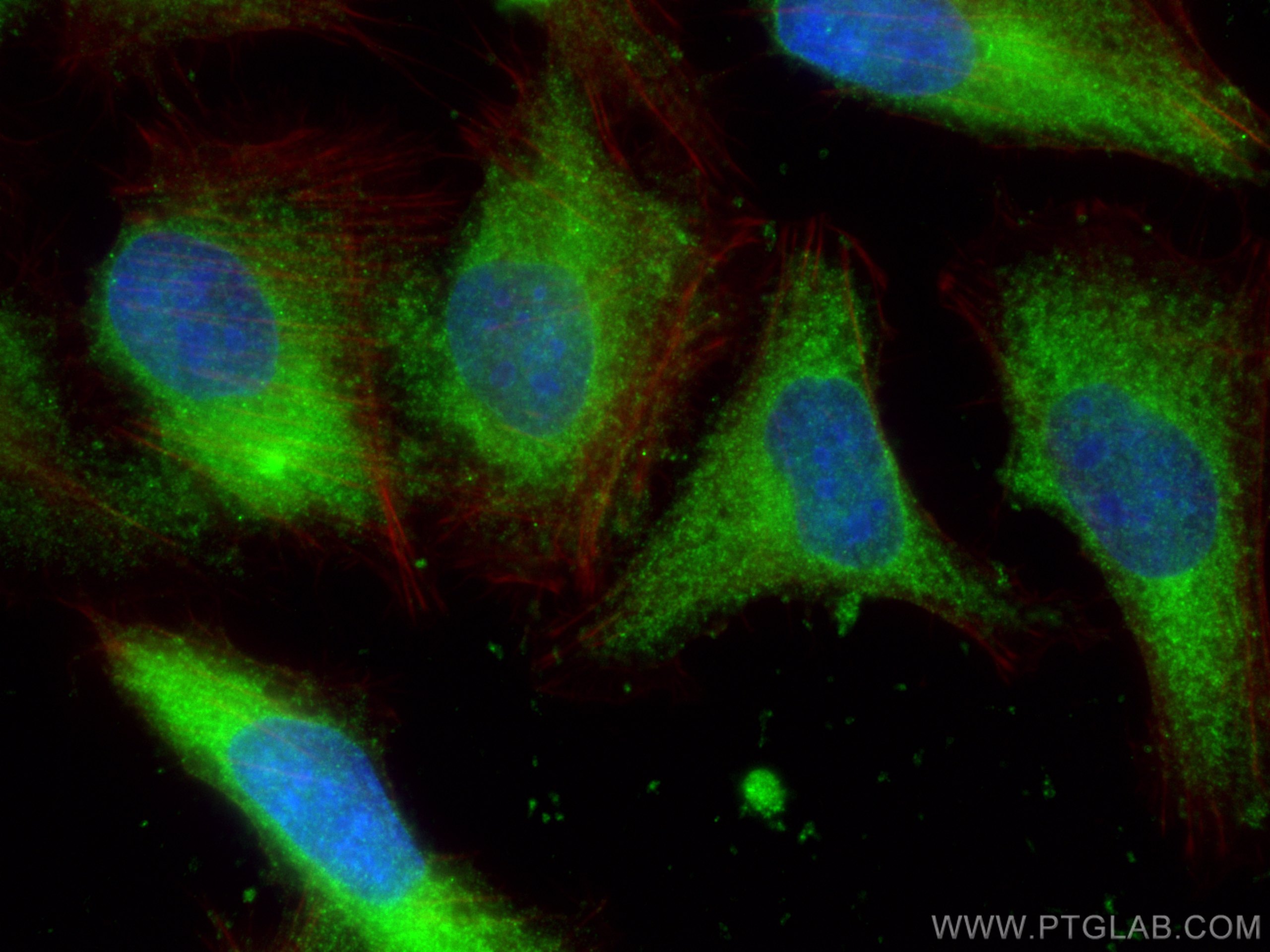 Immunofluorescence (IF) / fluorescent staining of U2OS cells using Galectin-1 Monoclonal antibody (60223-1-Ig)