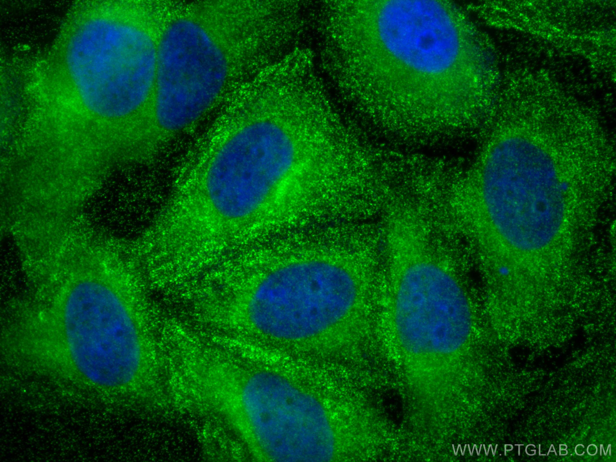 Immunofluorescence (IF) / fluorescent staining of Saos-2 cells using Galectin-1 Monoclonal antibody (60223-1-Ig)