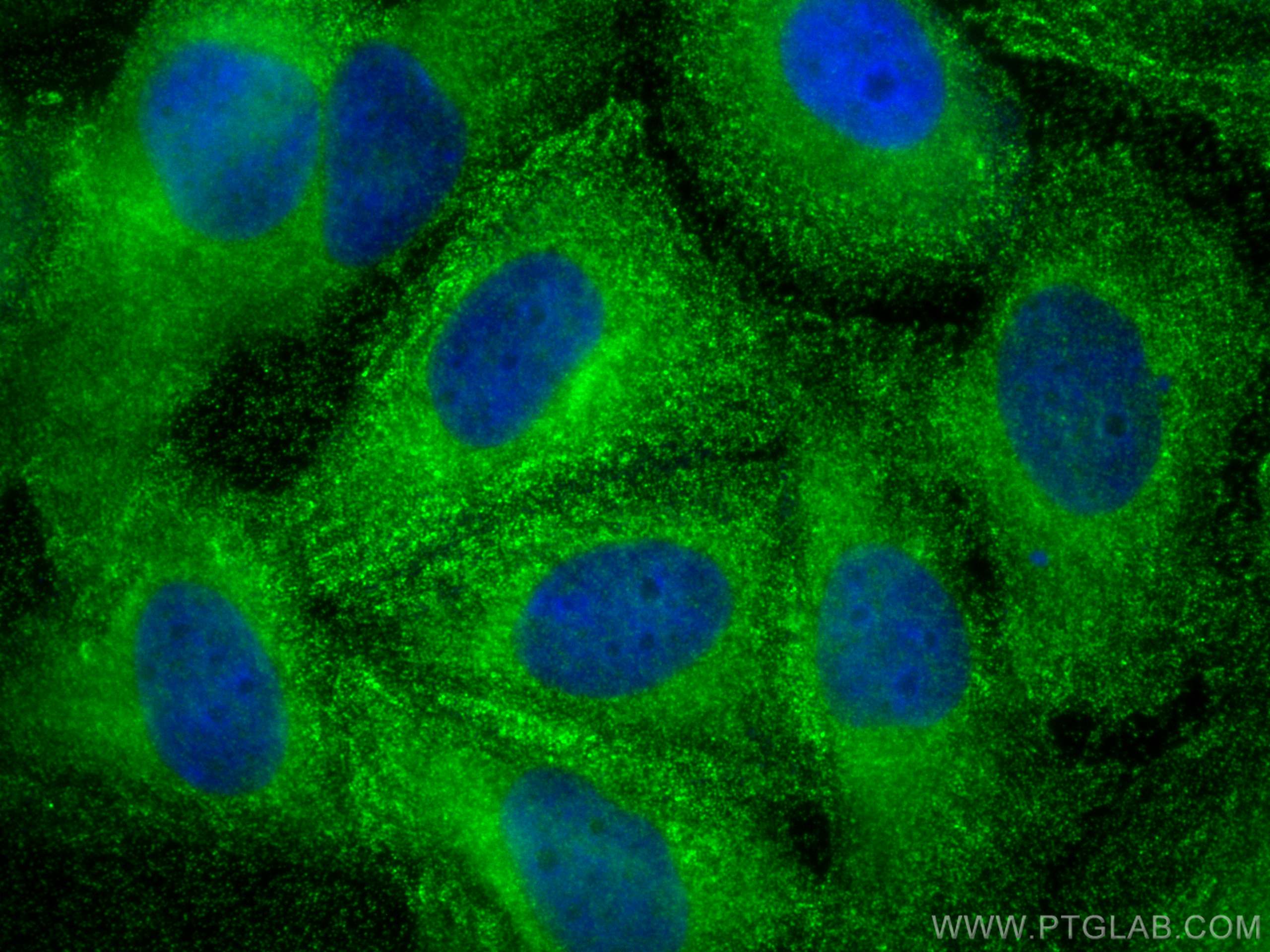 IF Staining of Saos-2 using 60223-1-Ig