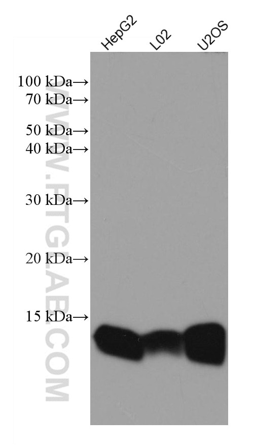 Western Blot (WB) analysis of various lysates using Galectin-1 Monoclonal antibody (60223-1-Ig)