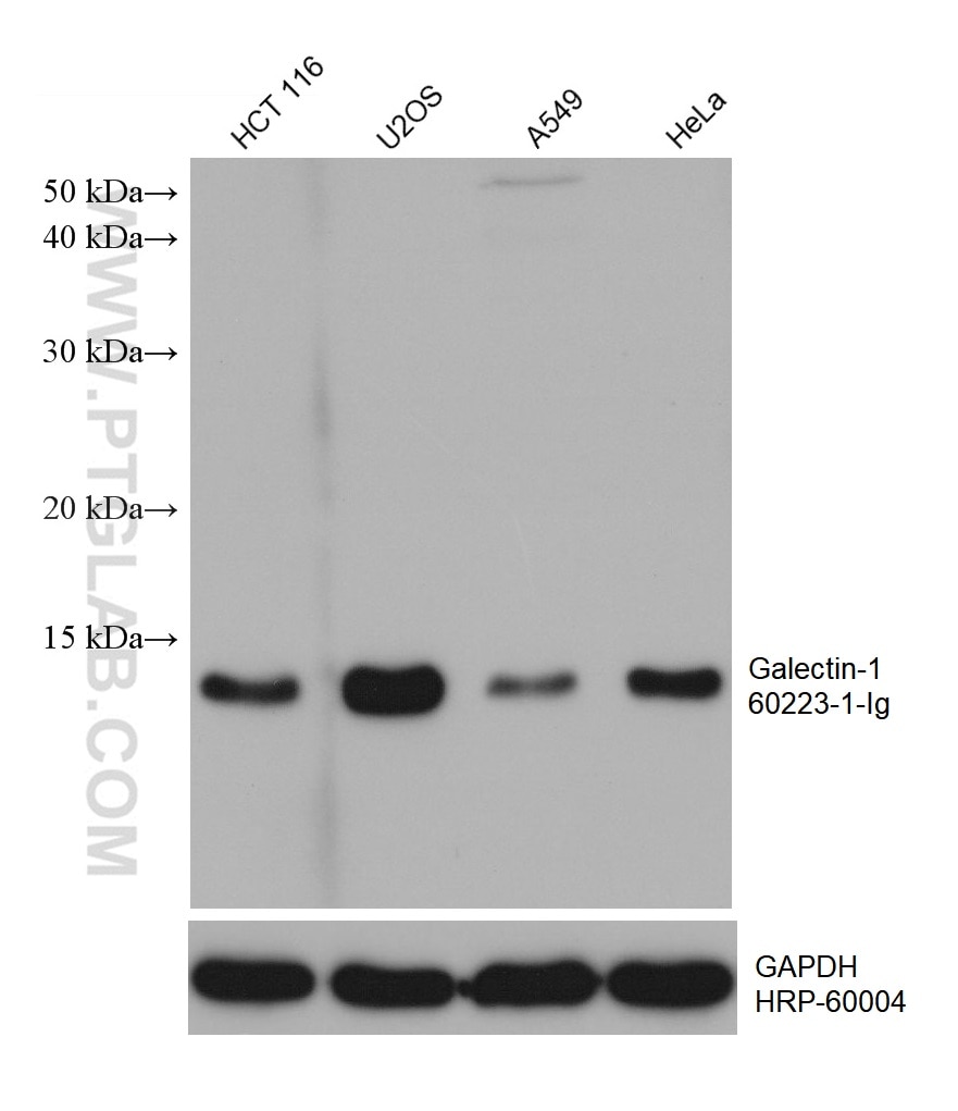 Western Blot (WB) analysis of various lysates using Galectin-1 Monoclonal antibody (60223-1-Ig)
