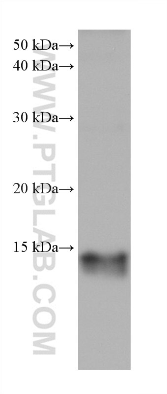 Western Blot (WB) analysis of human placenta tissue using Galectin-1 Monoclonal antibody (60223-1-Ig)