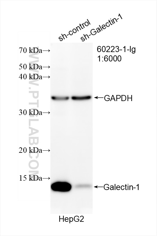 Western Blot (WB) analysis of HepG2 cells using Galectin-1 Monoclonal antibody (60223-1-Ig)