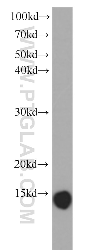 Western Blot (WB) analysis of human heart tissue using Galectin-1 Monoclonal antibody (60223-1-Ig)