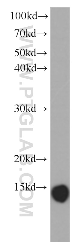 WB analysis of human heart using 60223-1-Ig