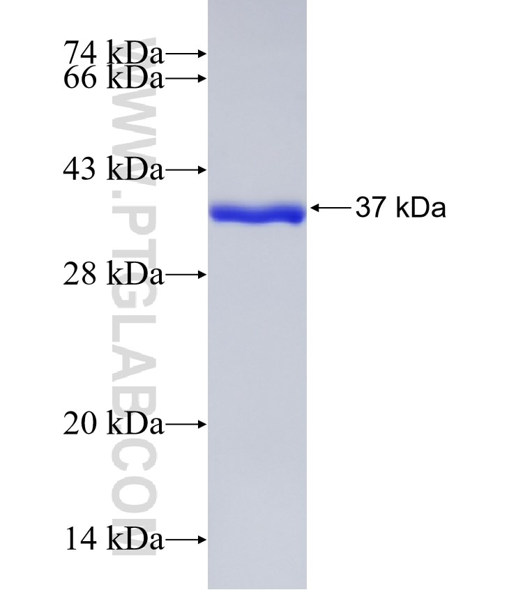 Galectin 1 fusion protein Ag2432 SDS-PAGE