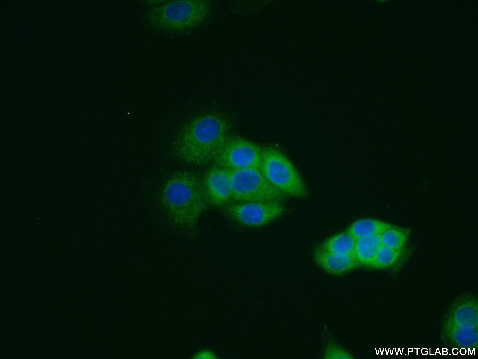 Immunofluorescence (IF) / fluorescent staining of MCF-7 cells using Galectin-3 Polyclonal antibody (14979-1-AP)