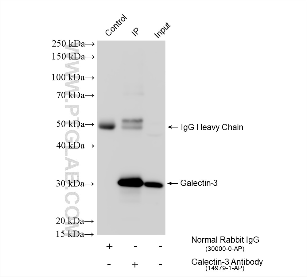 IP result of anti-Galectin-3 (IP:14979-1-AP, 4ug; Detection:14979-1-AP 1:20000) with MCF-7 cells lysate 1680 ug. Immunoprecipitation (IP) experiment of MCF-7 cells using Galectin-3 Polyclonal antibody (14979-1-AP)