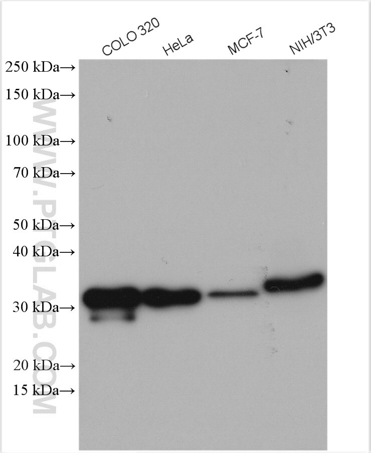 Western Blot (WB) analysis of various lysates using Galectin-3 Polyclonal antibody (14979-1-AP)