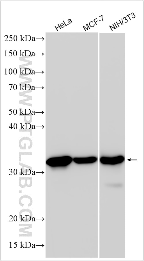 Western Blot (WB) analysis of various lysates using Galectin-3 Polyclonal antibody (14979-1-AP)