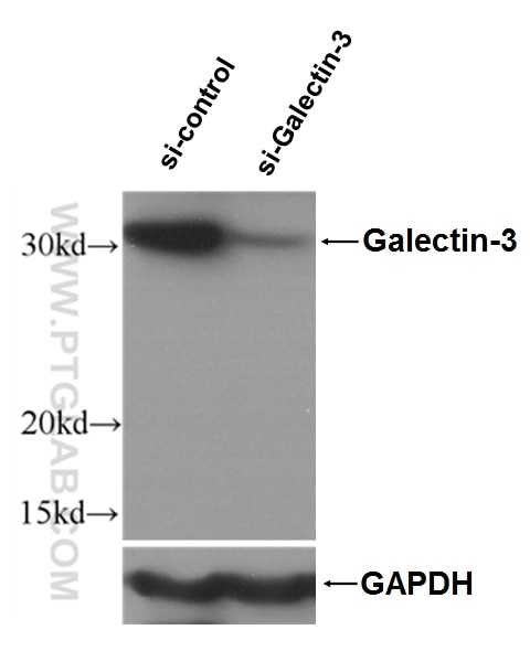 Western Blot (WB) analysis of HeLa cells using Galectin-3 Polyclonal antibody (14979-1-AP)