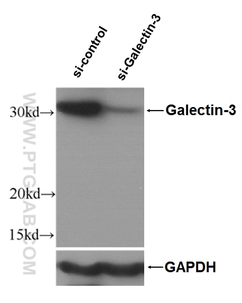 WB analysis of HeLa cells using 14979-1-AP