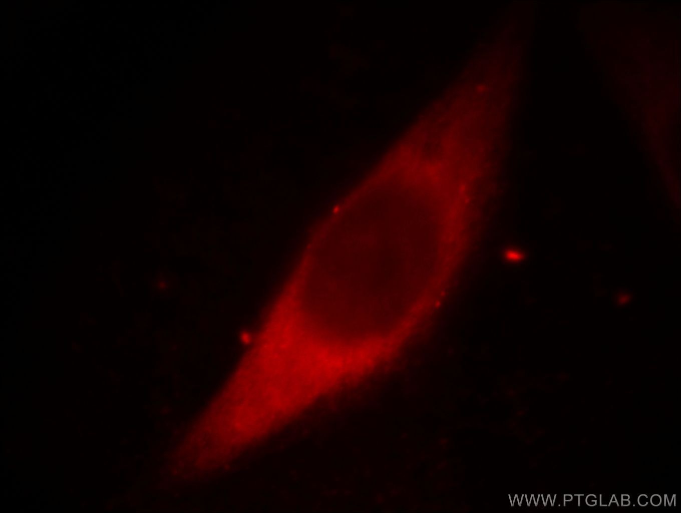 Immunofluorescence (IF) / fluorescent staining of MCF-7 cells using Galectin-3 Monoclonal antibody (60207-1-Ig)