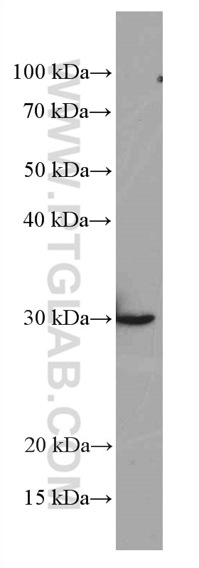 Western Blot (WB) analysis of HSC-T6 cells using Galectin-3 Monoclonal antibody (60207-1-Ig)