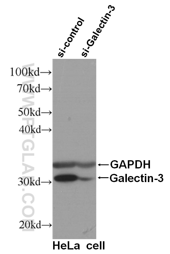 Western Blot (WB) analysis of HeLa cells using Galectin-3 Monoclonal antibody (60207-1-Ig)