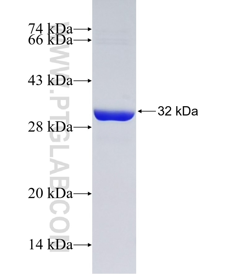 Galectin 3 fusion protein Ag6753 SDS-PAGE