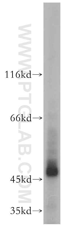 Western Blot (WB) analysis of mouse testis tissue using GAL3ST1 Polyclonal antibody (18503-1-AP)