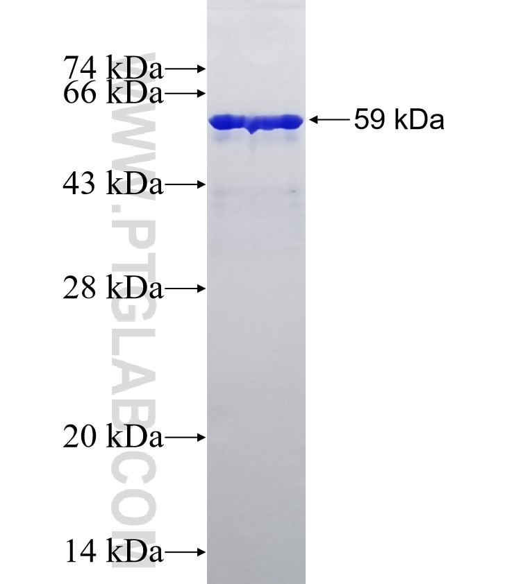 GAL3ST1 fusion protein Ag13353 SDS-PAGE
