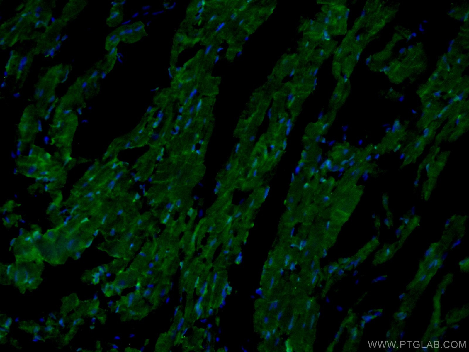 Immunofluorescence (IF) / fluorescent staining of mouse heart tissue using GAL3ST3 Polyclonal antibody (24851-1-AP)