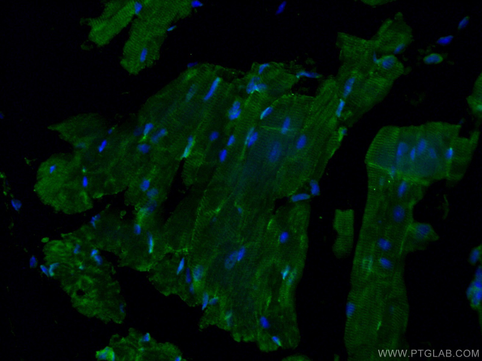 Immunofluorescence (IF) / fluorescent staining of mouse heart tissue using GAL3ST3 Polyclonal antibody (24851-1-AP)