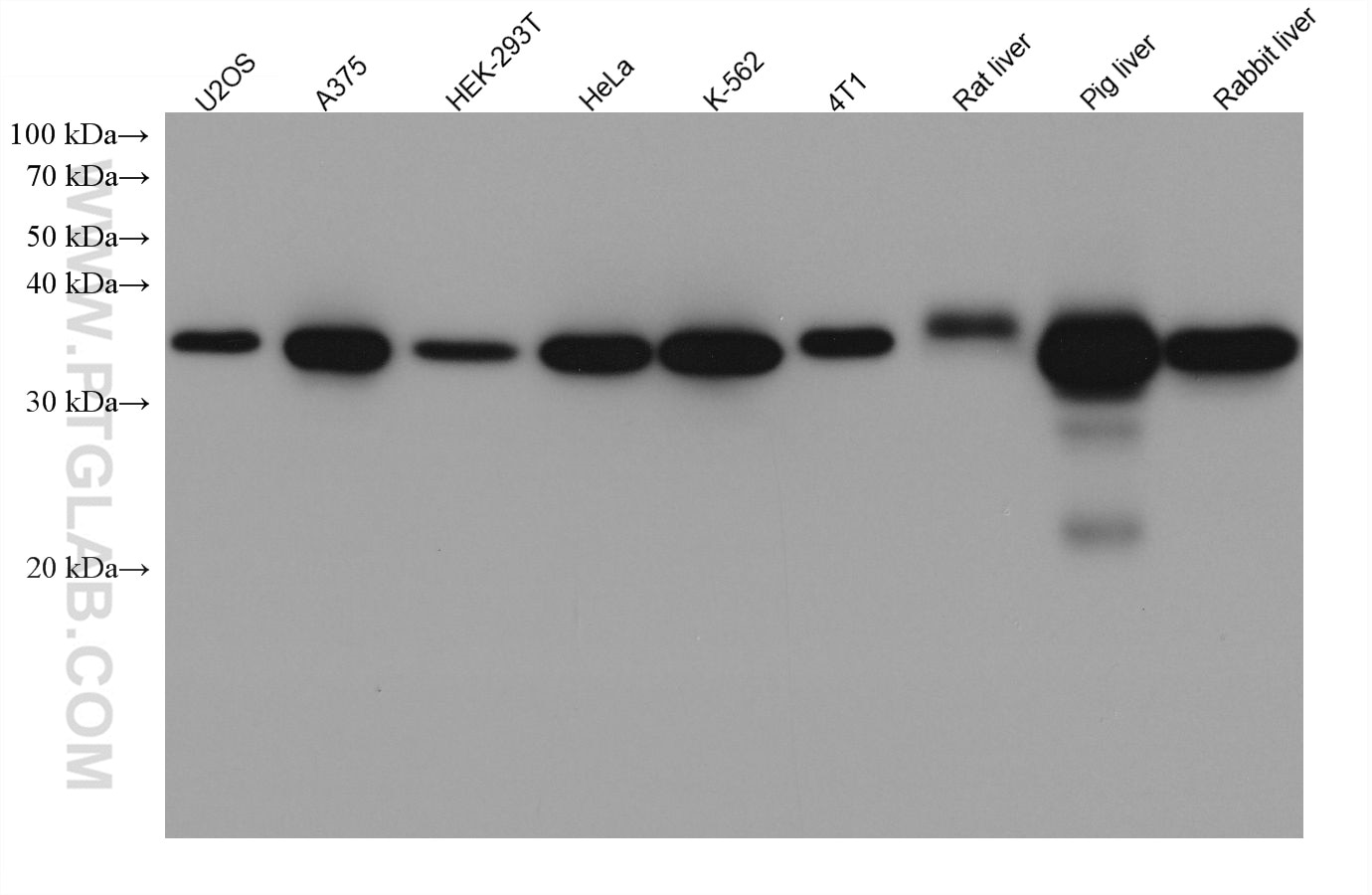 Western Blot (WB) analysis of various lysates using GALE Monoclonal antibody (67772-1-Ig)
