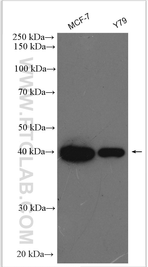 Western Blot (WB) analysis of various lysates using GALK1 Polyclonal antibody (15284-1-AP)