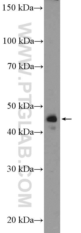 Western Blot (WB) analysis of mouse heart tissue using GALK1 Polyclonal antibody (15284-1-AP)