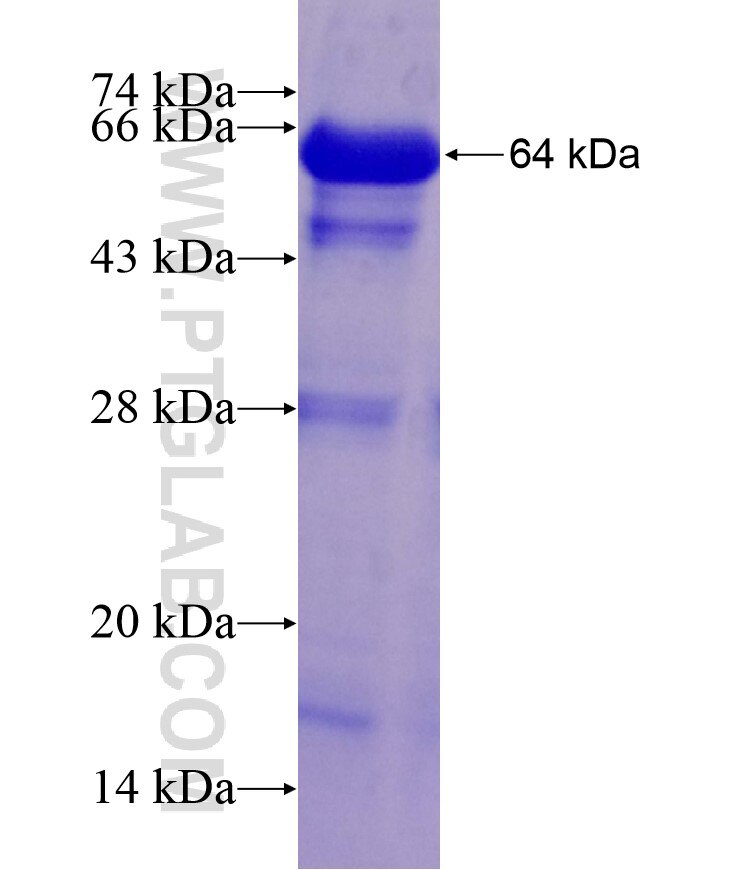 GALK2 fusion protein Ag7278 SDS-PAGE